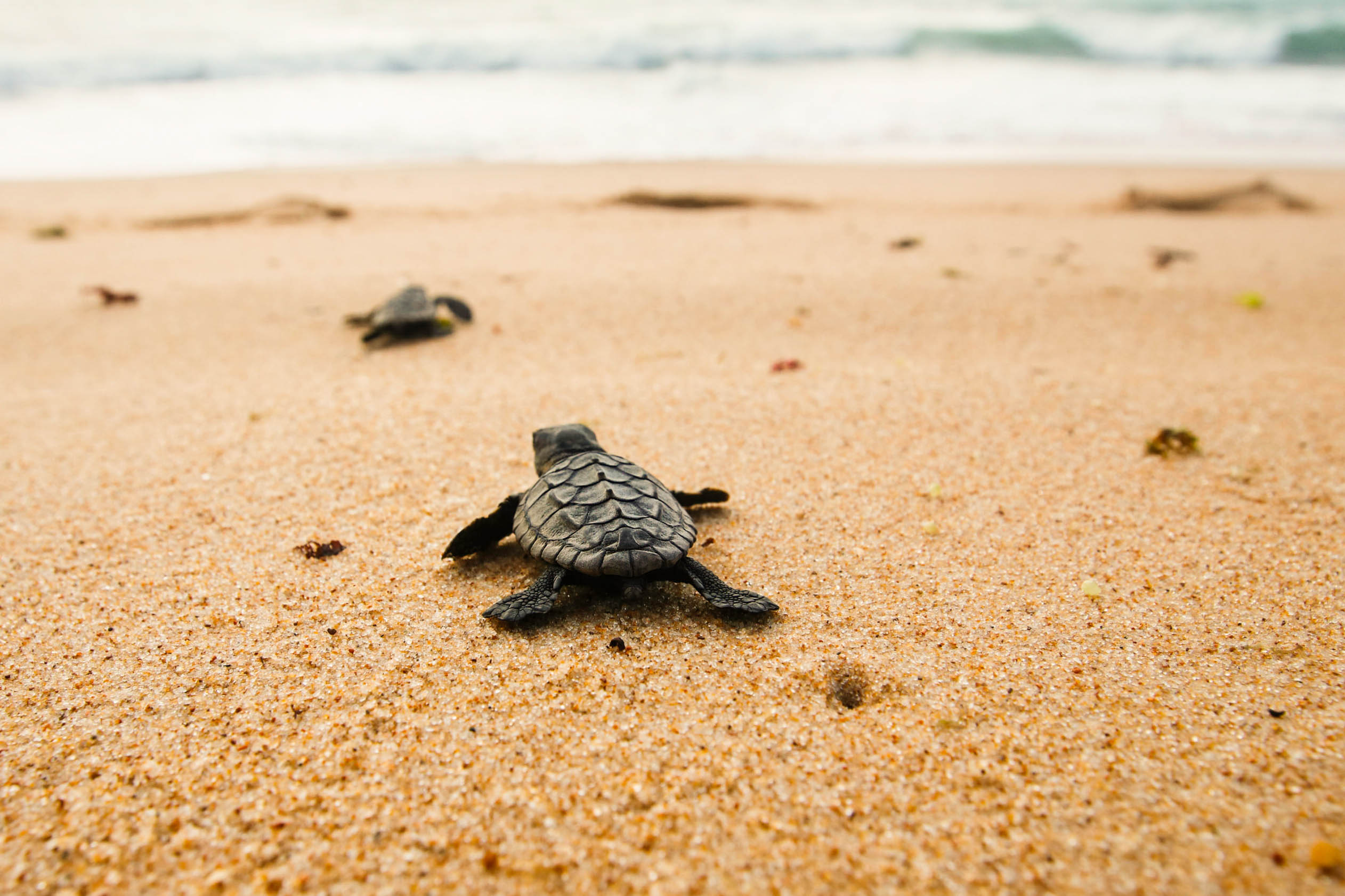 Alagadi Turtle Beach North Cyprus