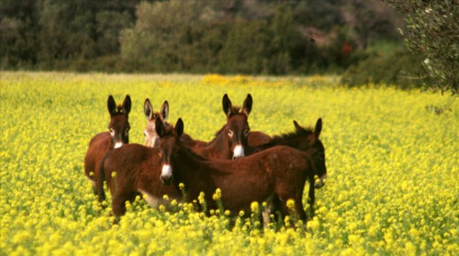 Wild donkey, Karpaz