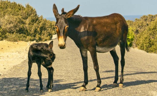 Feeding the wild donkeys